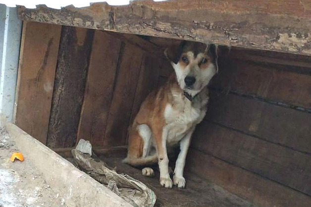 Уголовное дело возбудили в Приамурье, где в приюте нашли полсотни мертвых собак